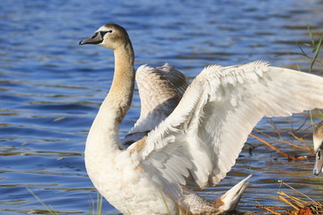 Bright beautiful white swan with raised spread wings, close-up on a sunny day, on a lake with blue water and a few green reeds. Romantic portrait of a swan.