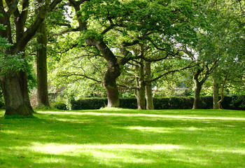 Sunny forest on summer time