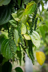Fresh pepper, non-chemical garden product