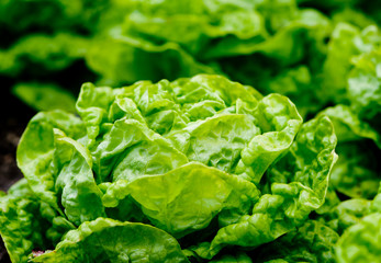 Fresh salad background at garden
