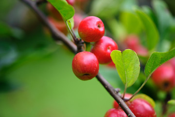 Obraz premium Nice red apple on the branch