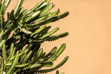 Detail of a Green Cactus - Succulent Plant © Alberto Masnovo