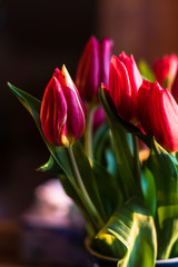 Dramatic bouquet of red tulips