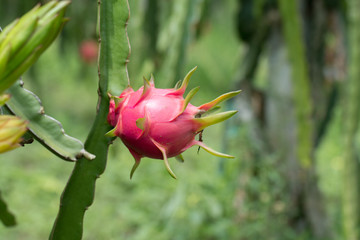Dragon fruit on plant, Raw Pitaya fruit on tree, A pitaya or pitahaya is the fruit of several...