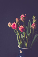 Bouquet of pink and green full tulips in a blue vase with dark background
