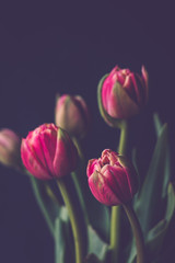 Bouquet of pink and green full tulips in a blue vase with dark background