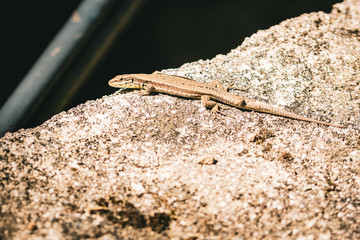 Lizard enjoying the sunshine on a roof