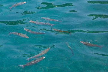 Fototapeta na wymiar Medium sized fish swimming in the crystal clear water of Portofino harbour, Italy