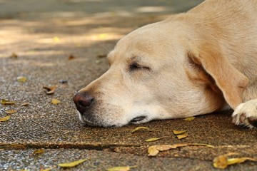 Labrador dog  to sleeping