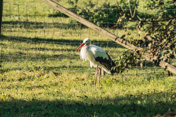 White Stork walking about