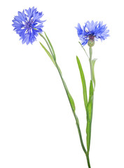 blue cornflower two  blooms on stem