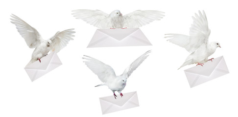 four doves carrying white envelope