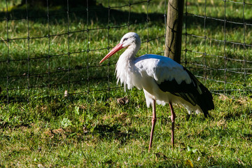 White Stork walking about