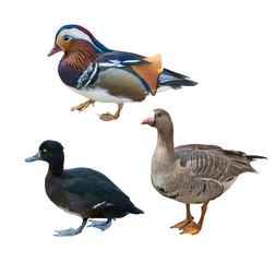 three different ducks isolated on white