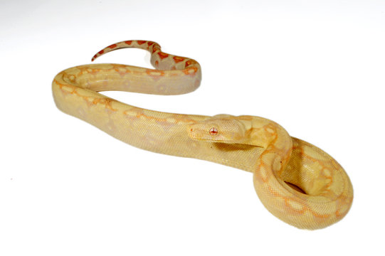 Albino Abgottschlange (Boa constrictor) - red-tailed boa