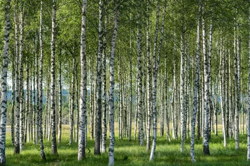Foto op Plexiglas Bosje van berkenbomen met prachtig zonlicht en een groene grasbosbodem © Magnus