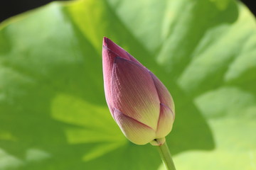 lotus