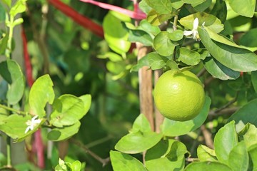 lemons tree in tropical