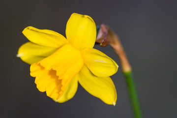 Yellow Daffodil on Grey