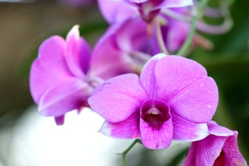 Fototapeta na wymiar pink orchid flower in tropical