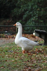 Duck