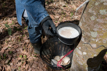 Closeup of farmer harvesting Rubber cup Lump from Rubber tree plantation
