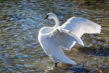 Majestic White Swan