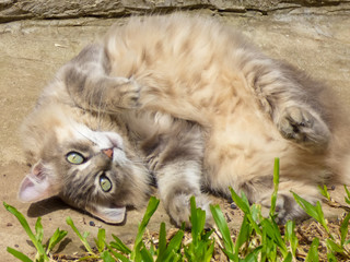 Cute greyish fluffy cat