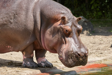 Hippo in a zoo