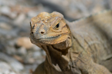 Fototapeta premium Reptilia Rhinoceros Iguana, close-up view, Lake Enriquillo, Dominican Republic