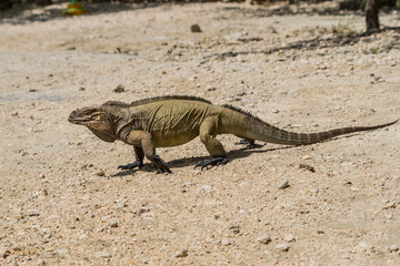 Rhinoceros Iguana, Lake Enriquillo, Dominican Republic