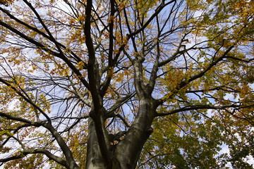Foliage in the fall. A big tree. Beech.