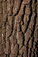 photo tree bark.