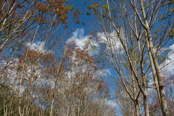 Landscape rubber plantation during day with blue sky