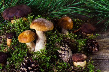 Polish and white mushrooms on a wooden background 2