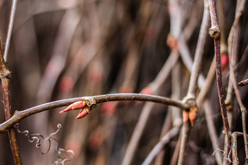Branches of a bush with swollen buds