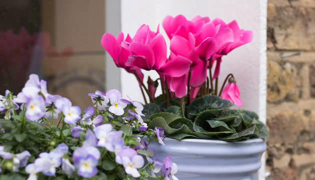 Close-up: Beautiful flower of pink cyclamen in blue pot is on a windowsill. Cyclamen & pansies are not afraid of cold season weather. Concept: gardening hobby & English garden. 