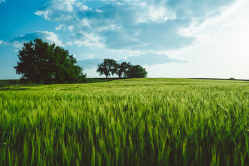 Green field and blue sky