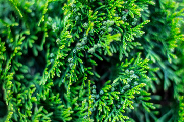 Juicy green thuja, coniferous bush