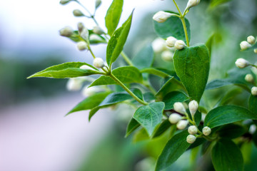 Swollen jasmine buds