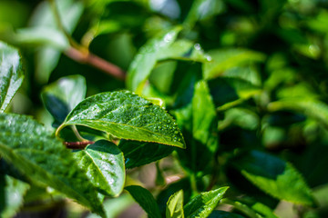 Young green foliage of an apple tree