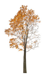 maple tree in dark gold fall leaves on white