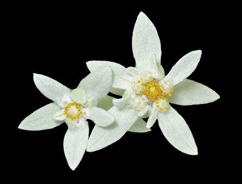 Two edelweiss 1