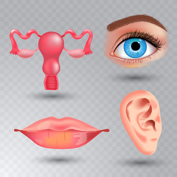 Vector internal organs realistic icon set in realistic style.