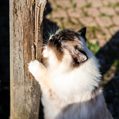 Obraz premium Ragdoll cat scratching pole in garden