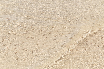 Flock of fish fry in shallow water. Nature background. The shadows of minnows swimming in shallow water with waves. Soft focus.