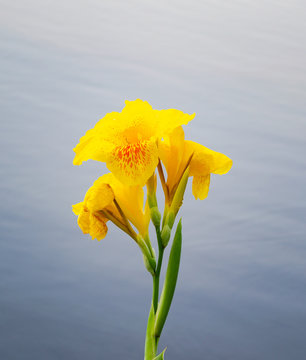 Beauty yellow canna flower blooming over water background.