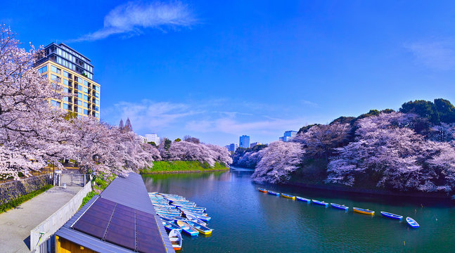 東京、千鳥ヶ淵の満開の桜
