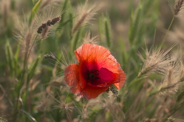 red poppy in a field