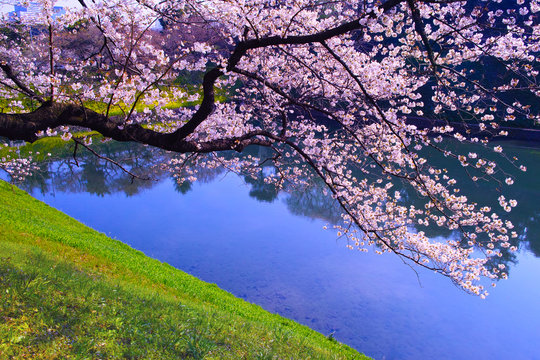 東京、千鳥ヶ淵の満開の桜
